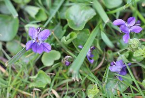 Marts viol april