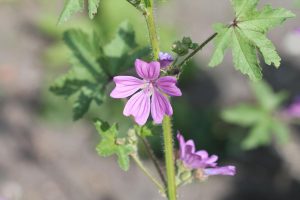 alm-katost-3-copy