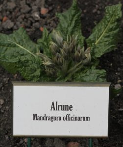 Alrune