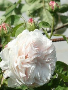 Rosa alba